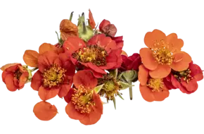 Eetbare bloem Nagelkruid oranje 10st
